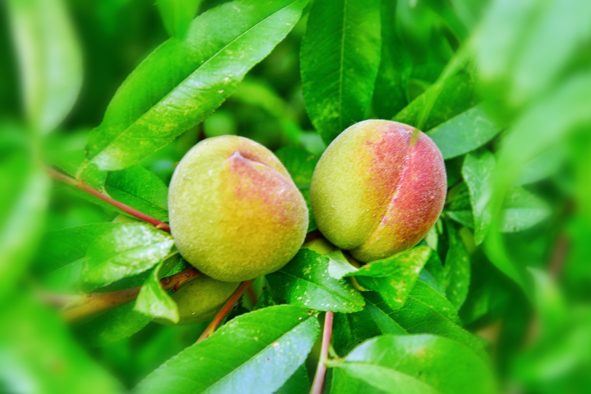 青桃61摄于江苏连云港惜春令青桃六月熏风拂绿裳芳菲去翠果流光又见