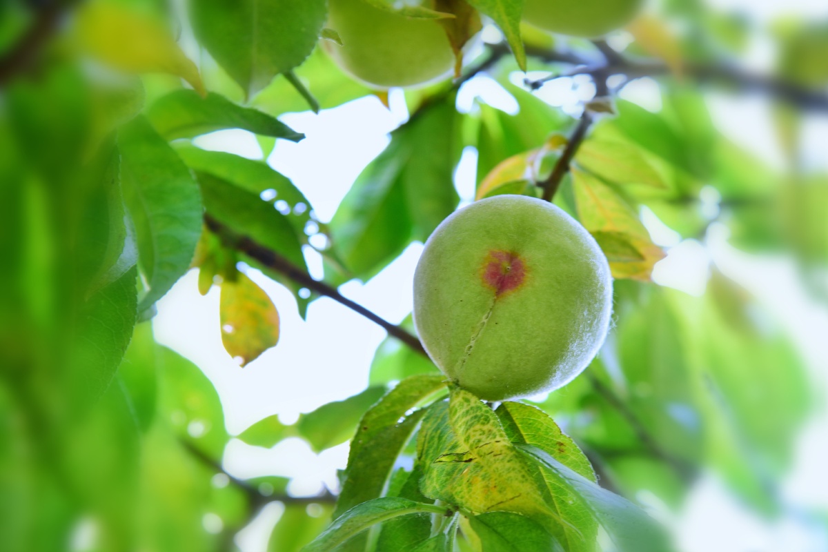 青桃61摄于江苏连云港惜春令青桃六月熏风拂绿裳芳菲去翠果流光又见