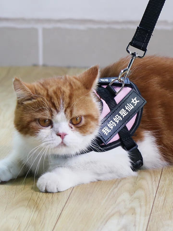自动喂食器猫好用吗