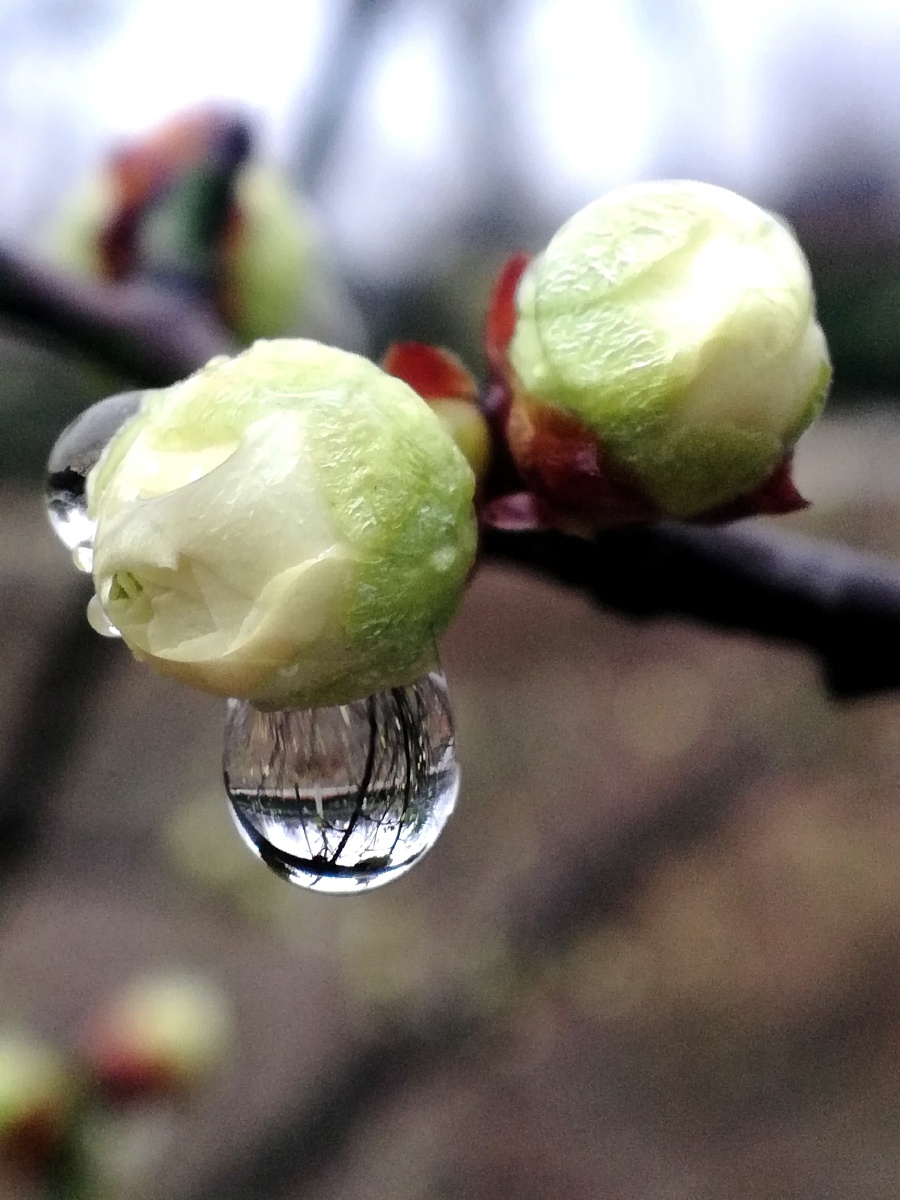 梅花泪梅花香自苦寒来付出虽苦但前景清澈明亮蕴涵丰富