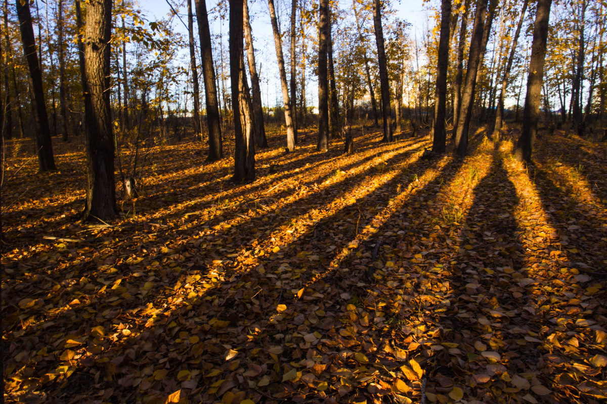 傍晚的斜阳穿过树林,留下长长的树影.