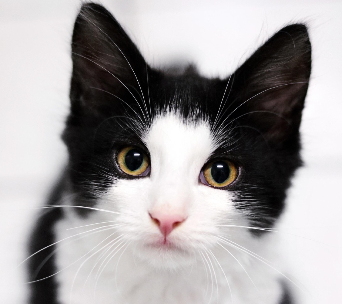 来自猫主子的凝视