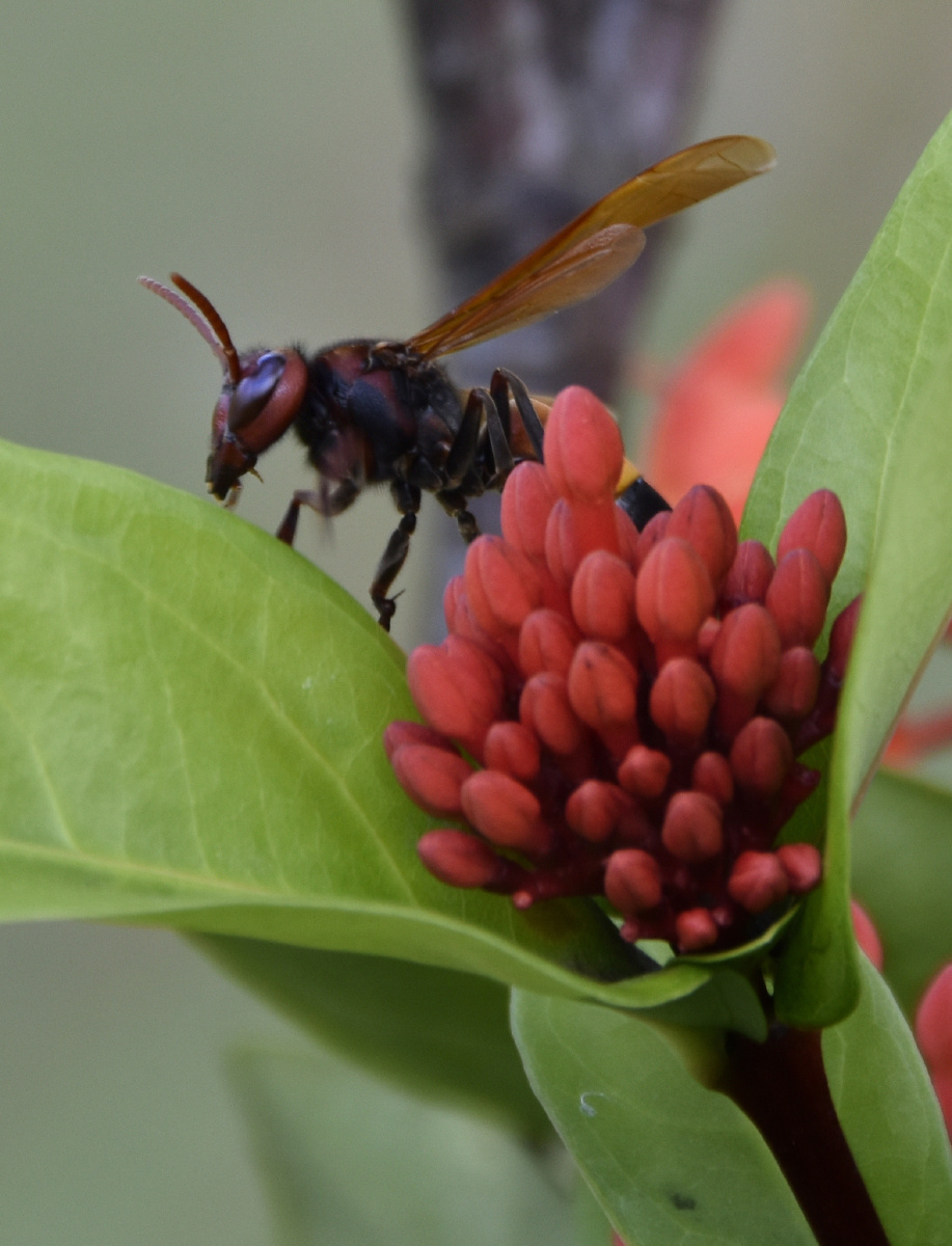 蜂- 广西十万大山 - 图虫