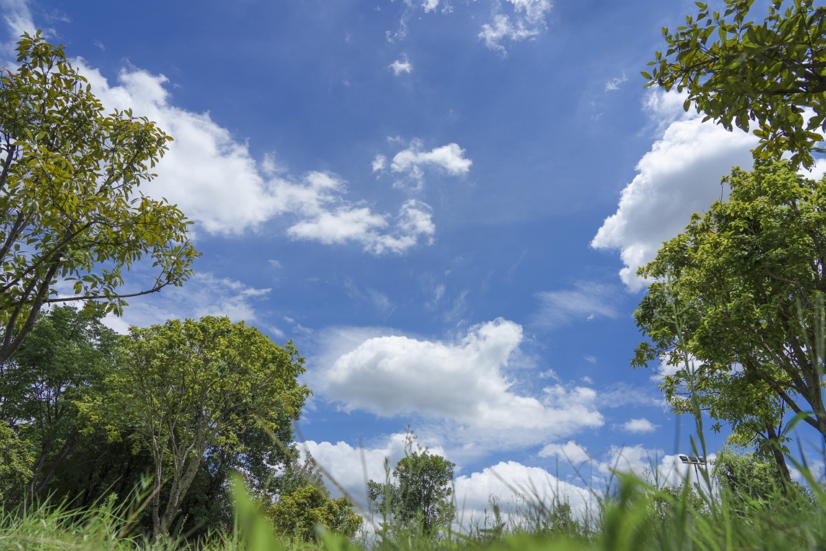 青草绿树秋蝉鸣蓝天白云热浪飞