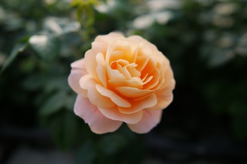185FA59B-B0B1-434E-91EC-30423FECDF3F/L0/001