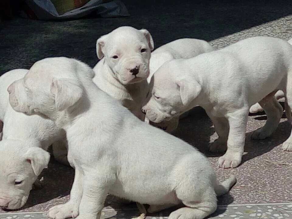 杜高犬卡斯罗马犬