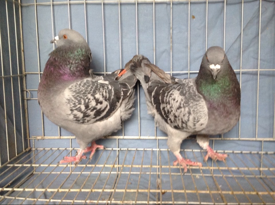 三色摩登鸽和元宝鸽体型相似,同样漂亮