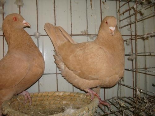 大体元宝鸽分为几种颜色,黄色元宝鸽,瓦灰色元宝鸽,鱼鳞色元宝鸽等