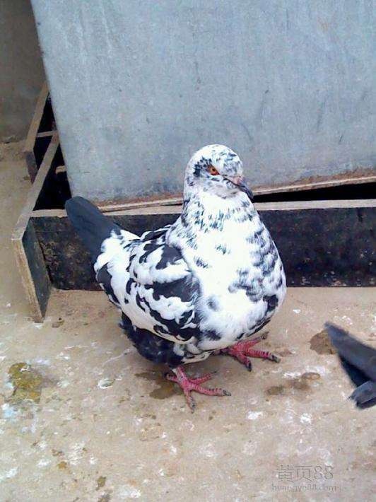 三斤重的大体元宝鸽