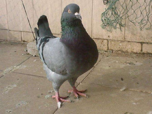 三斤重的大体元宝鸽