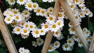 978115