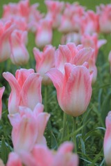 AB132244-73B4-4B74-9761-09B69D9106F2/L0/001