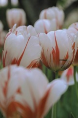 6C279255-0E3E-4B1D-A503-121549621979/L0/001