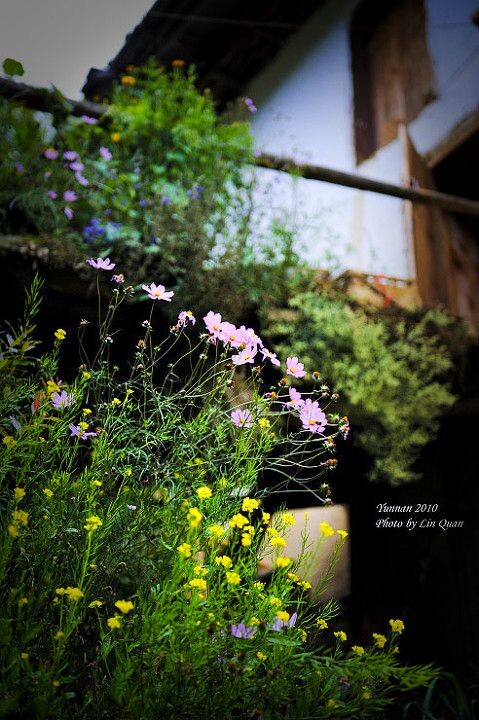 格桑花<br />
摄于雨崩村