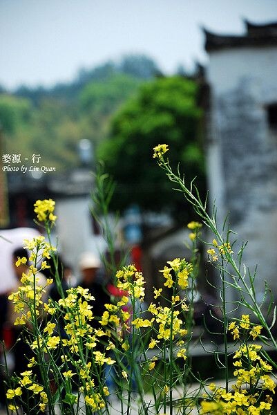 婺源-行<br />
