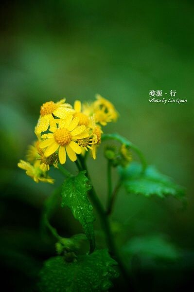 婺源-行<br />
