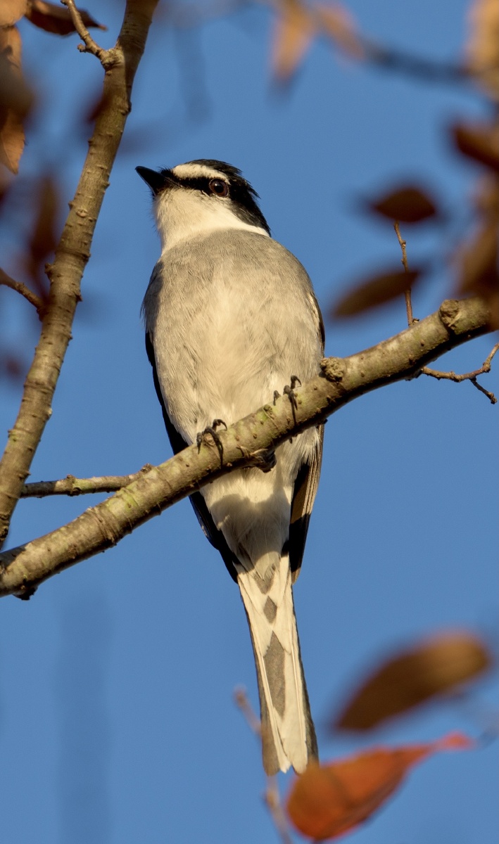 新物种琉球山椒鸟
