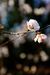 IMG_1446.JPG