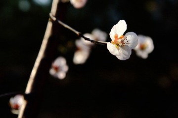 IMG_1426.JPG