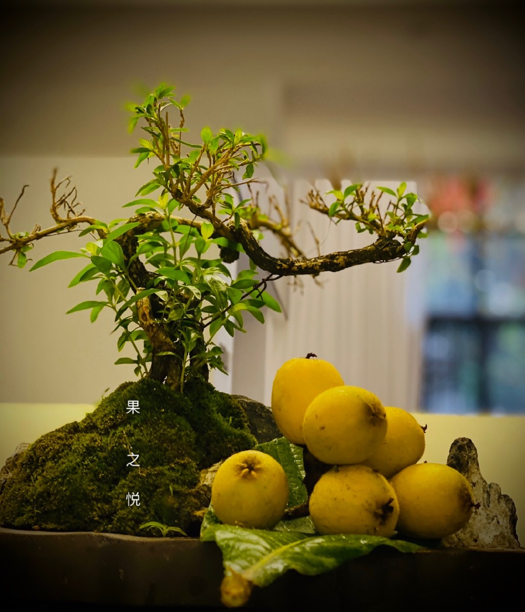 拍摄于家中小院的枇杷家中道具有限