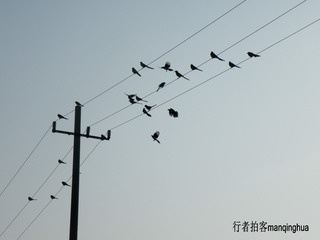 喜鹊