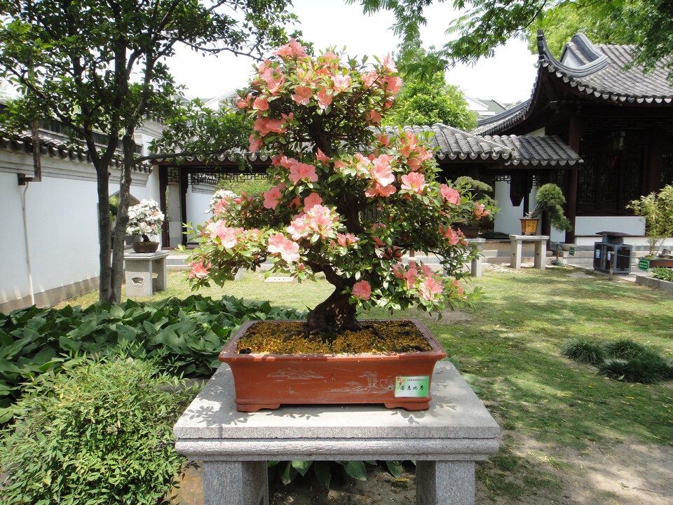 杜鹃盆景<br />
