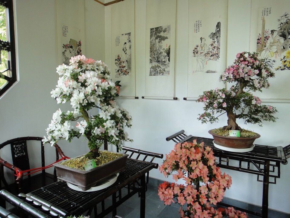 杜鹃精品<br />
