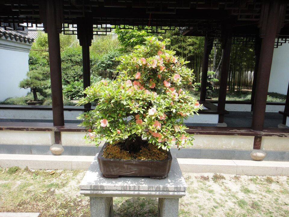 杜鹃盆景<br />

