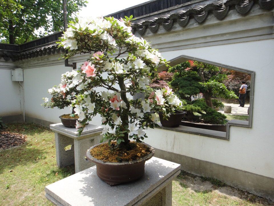 杜鹃盆景<br />
