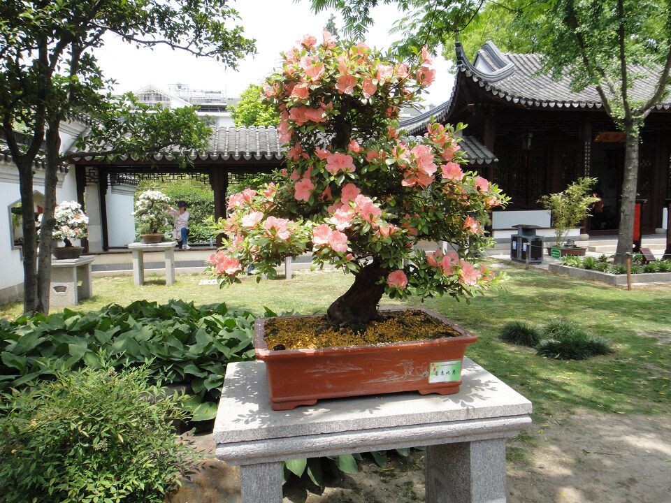 杜鹃盆景<br />
