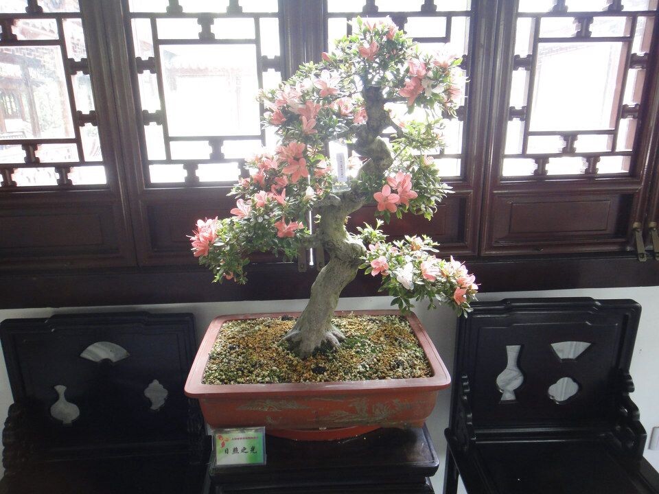 杜鹃精品<br />
