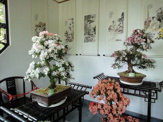 杜鹃精品
