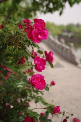 红