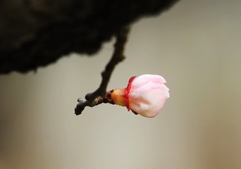 盛