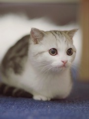 21155