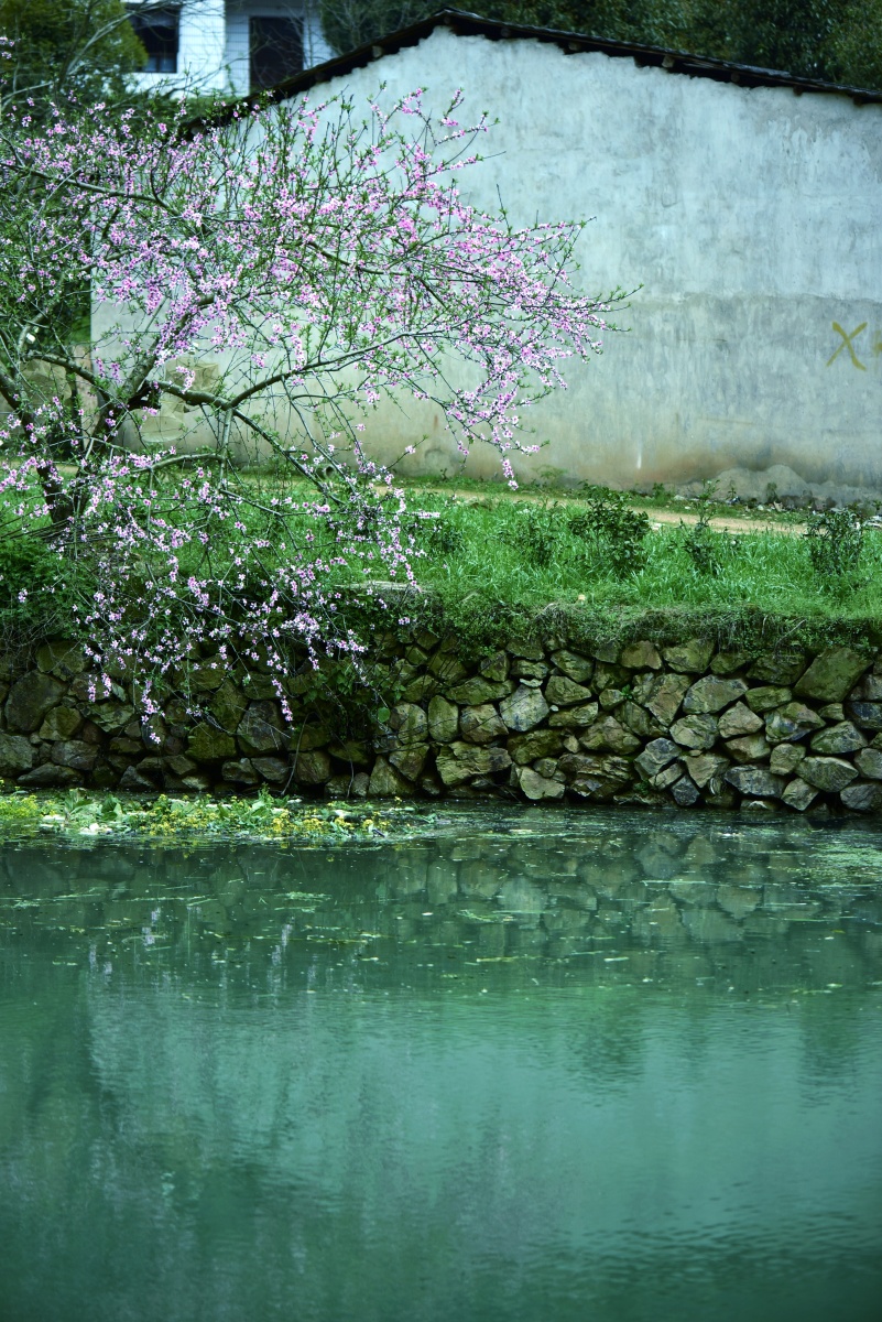 墙外桃花三两支深居闹市春不知