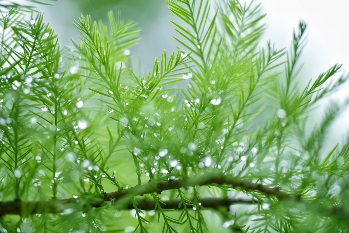 秋天变成了漫长的夏天怀念雨天