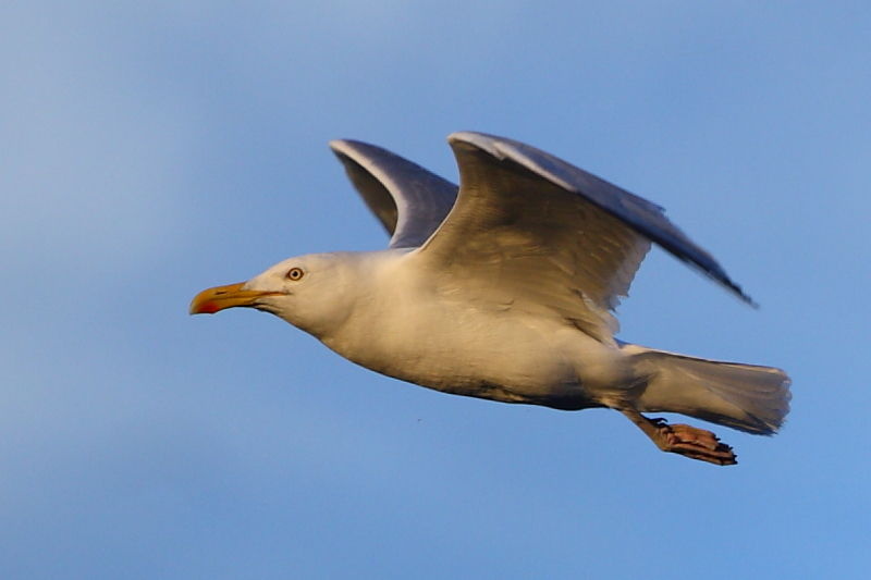 seagull