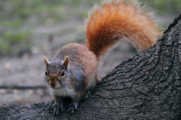 squirrel_161
