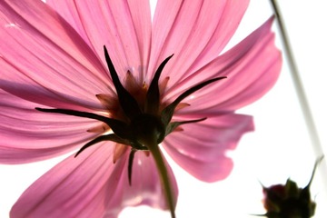 路边小花2