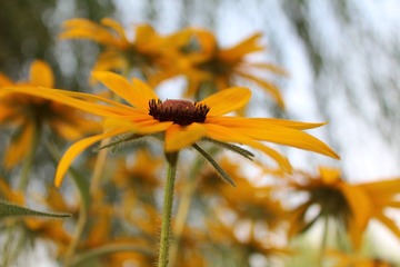 路边小花