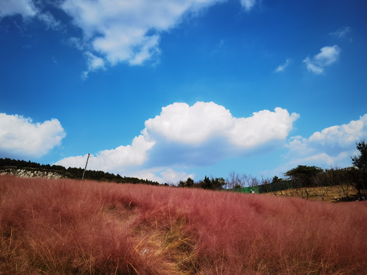 蓝天白云下的粉黛子