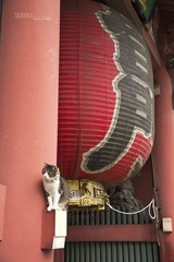 IMG_4719.jpg