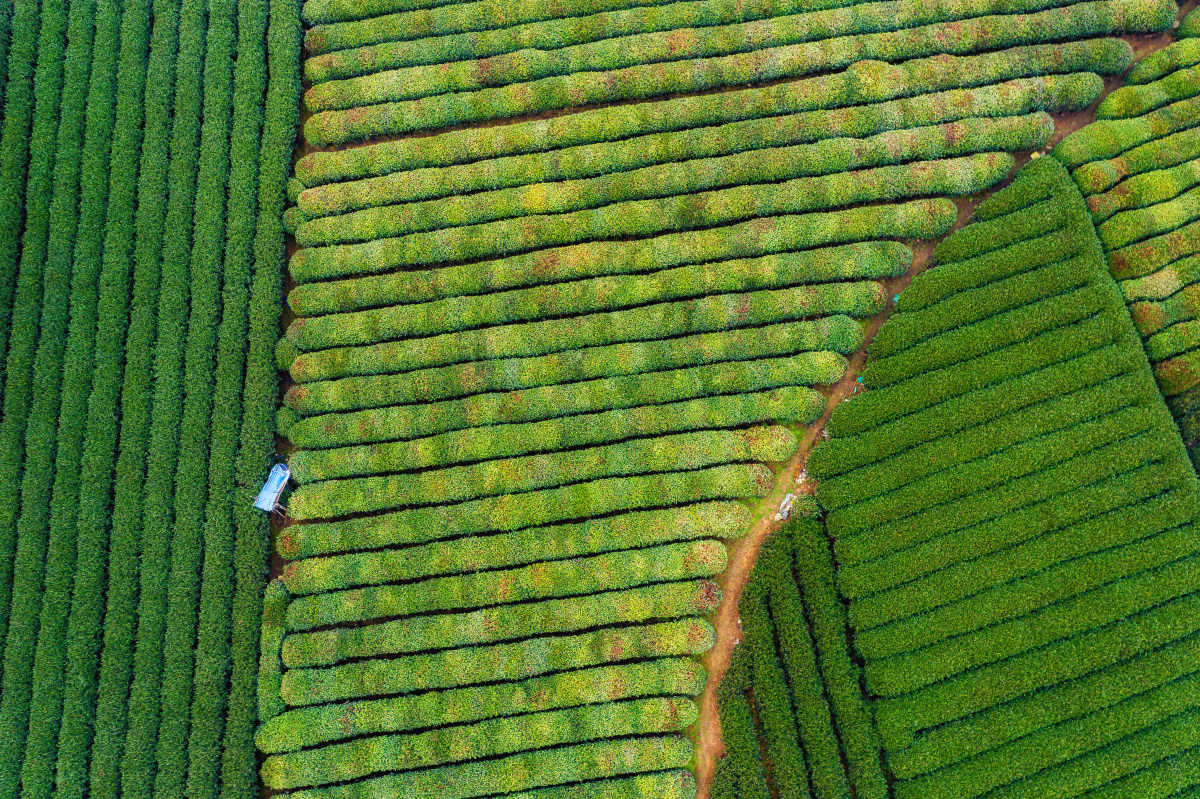 绿野仙踪航拍杭州龙坞茶园龙井茶的故乡怎一个绿字了得