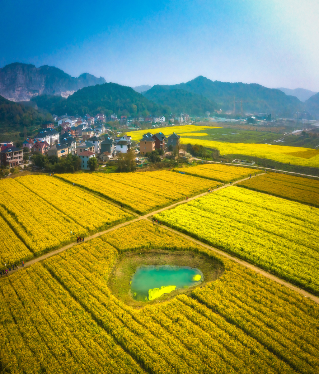 爱的花田航拍接片杭州的这个美丽乡村因为七彩油菜花的种植今年新晋网