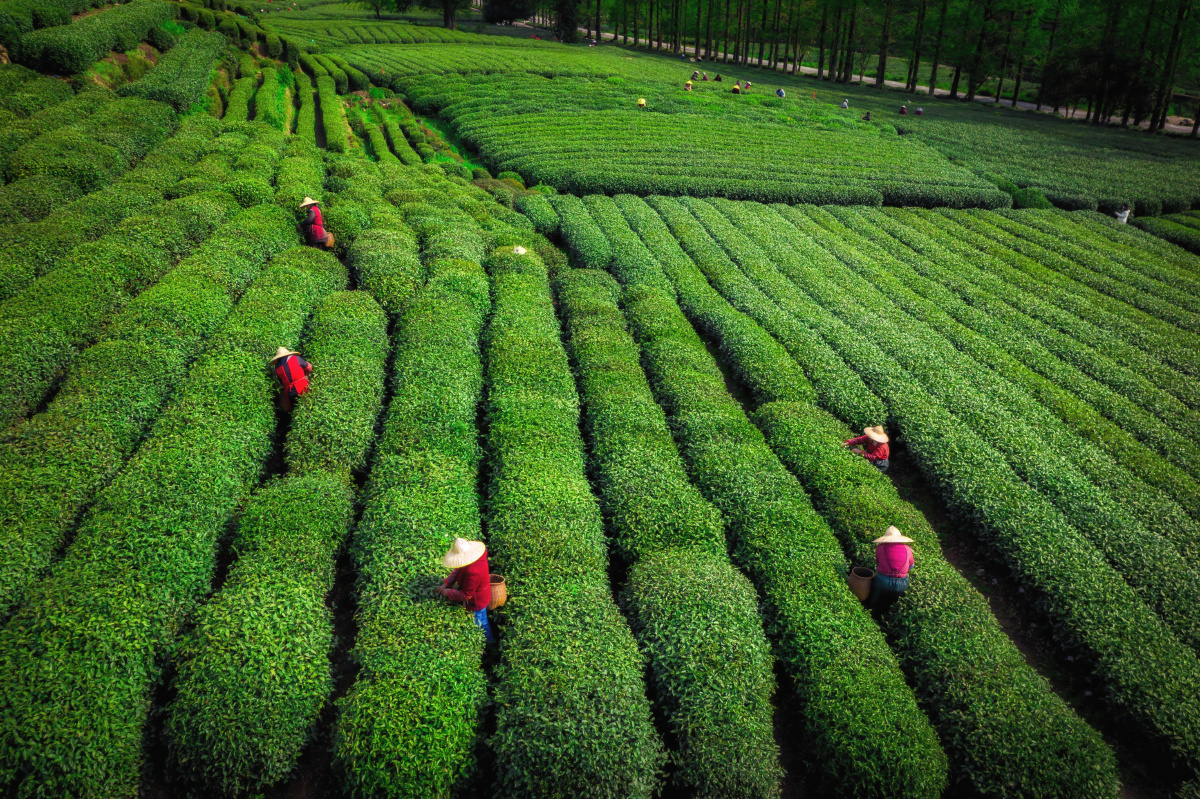龙井茶的采茶季航拍满园春色关不住遍地茶香扑面来