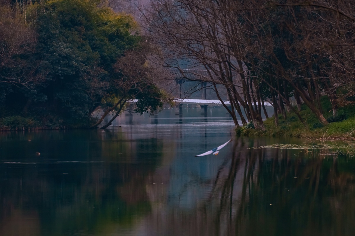 静谧的早晨西湖浴鹄湾冬日的西湖是宁静的安逸的只有夜鹭那道白色的