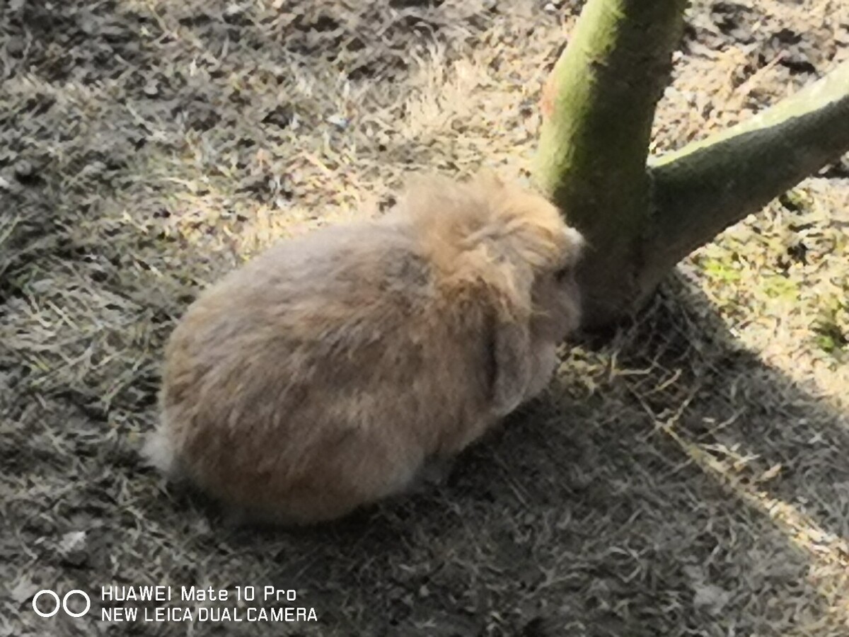 养殖兔的技术和视频下载,正确方法是用手托起兔子的背部