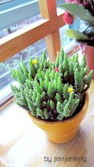小植物