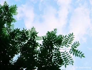 空@叶子